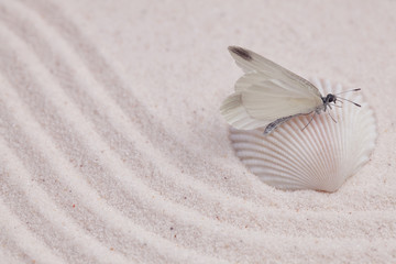 Wall Mural - White butterfly on a white shell