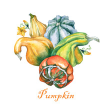 Pumpkins. Decorative Pumpkins Watercolor Painting On White Background.