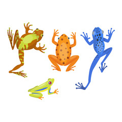 Wall Mural - Frog cartoon tropical animal and green frog cartoon nature icons. Funny frog cartoon collection vector illustration. Green, wood, red toxic frogs flat syle isolated on white background
