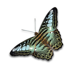 Wall Mural -  Beautiful Clipper Butterfly