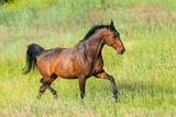Fototapeta Konie - Bay stallion run on spring field