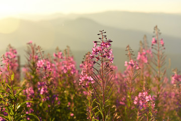 Wall Mural - Purple and pink lupine flowers in the mountains at sunset