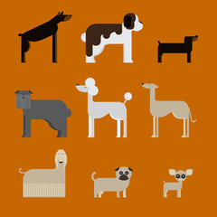 flat dog characters set, cartoon pet animal collection chihuahua, doberman, mastiff, afgan greyhound, st bernard, pug, poodle, dachshund