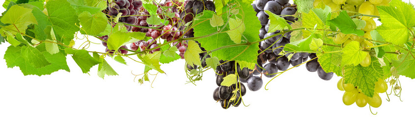 Canvas Print - grappes de raisin et pampres de vignes