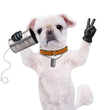 Dog On The Phone With A Can. Dog With Peace Fingers In Black Leather. Isolated On The White.