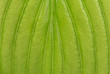 © 2002lubava1981 - Bright green leaf