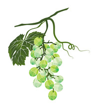 Bunch Of Green Grapes Stylized Polygonal