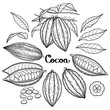 Graphic cocoa fruit