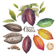 Watercolor cocoa fruit