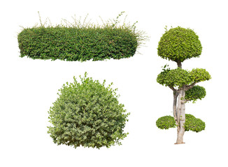 bush on white background