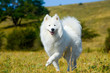 siberian samoyed. white husky dog