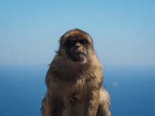 Barbary Ape Or Macaque, Macaca Sylvanus, In Gibralter, Looking Severe