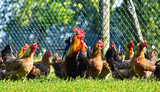 Fototapeta  - Chickens on traditional free range poultry farm