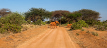 Elephant In Tsavo East National Park, Kenya