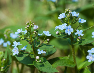 Wall Mural - Forget-me-not close up