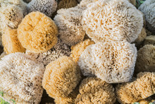 Background Of Colorful Sea Sponges