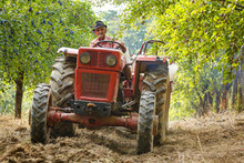 Old Farmer With Tractor Harvesting Plums
