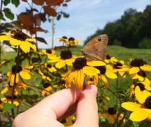 Brown Butterfly On Yellow Flower Hold In Hand With Sky In Background