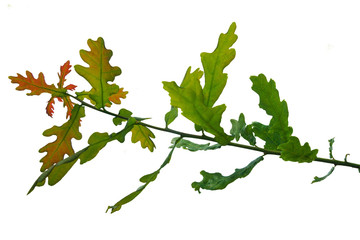 oak branch isolated on white