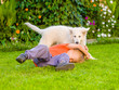 © Ermolaev Alexandr - White Swiss Shepherd`s puppy and kid playing together on green g