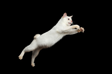 Cat of Breed Mekong Bobtail Attack Jumping in Action, Isolated Black Background, Color-point White Fur, Catching prey