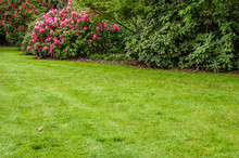 Green Lawn And Shrubs In A Garden