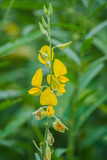 Fototapeta  - close up crotalaria flower, Crotalaria legumes used as green manure.