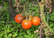 Tomatoes get sick by late blight. Close up on Phytophthora infestans is an oomycete that causes the serious tomatoes disease known as late blight or potato blight.