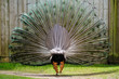 Peacock Display Rear Bird Tail Feathers Horizontal