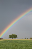 Fototapeta Tęcza - Rainbow green field