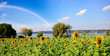 Landschaft im Sommer: Sonnenblumenfeld mit Regenbogen am Bodensee an einem warmen, schönen Sommertag :)