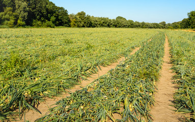 Poster - Onion field with kinked foliage