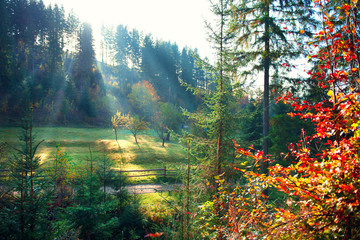 Canvas Print - Autumn nature scene. Beautiful morning misty old forest and meadow