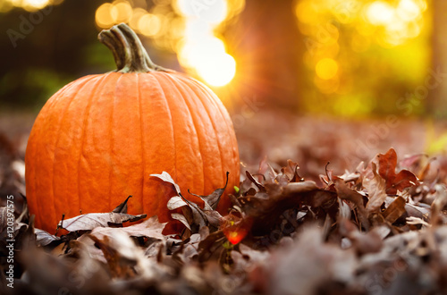 Fotografie, Obraz Big orange pumpkin with fall leaves at sunset