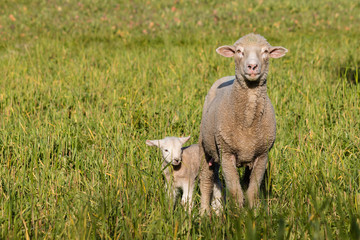 Wall Mural - ewe with newborn lamb standing on meadow