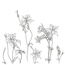 Hand Drawn Graphic Flower Aquilegia Columbine On White Backgroun