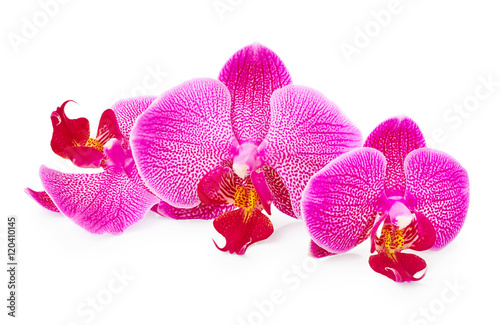 Purple orchid flowers