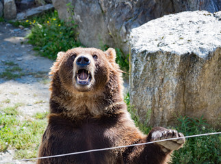 the brown bear waves a paw with open mouth