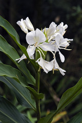 Wall Mural - White ginger lily, famous fower for its perfume