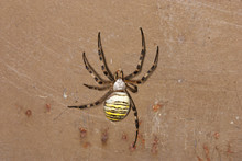 Spider Argiope Bruennichi On Rusty Door