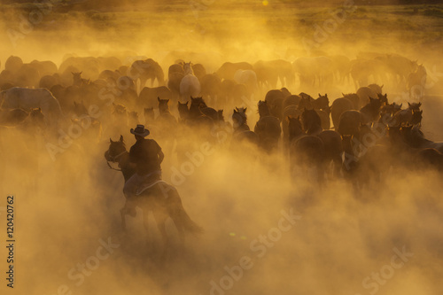 Western cowboys riding horses, roping wild horses.. Poster