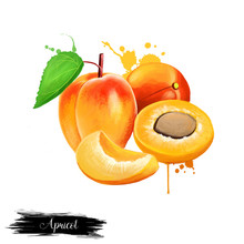 Fresh Cut Apricot Fruits Isolated On White Background