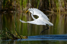 Great Egret Landing On A Cattail Island