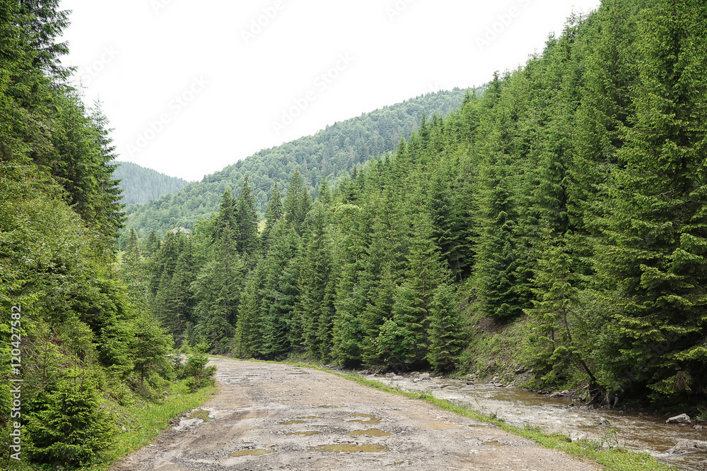 Road in mountain forest