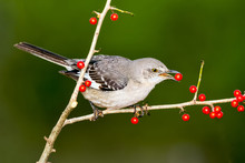 Northern Mockingbird Perched  On A Branch Eating Red Berry