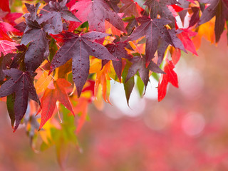 Poster - Fall leaves Concept in red and purple