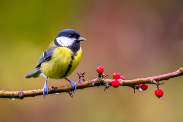 Wall Mural - Great tit november background