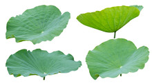 Lotus Leaf Isolated On White Background, Clipping Path