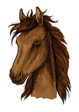 Fototapeta Konie - Brown proud horse artistic portrait