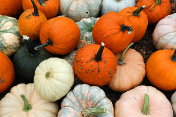 pumpkins on the farm field in harvest season